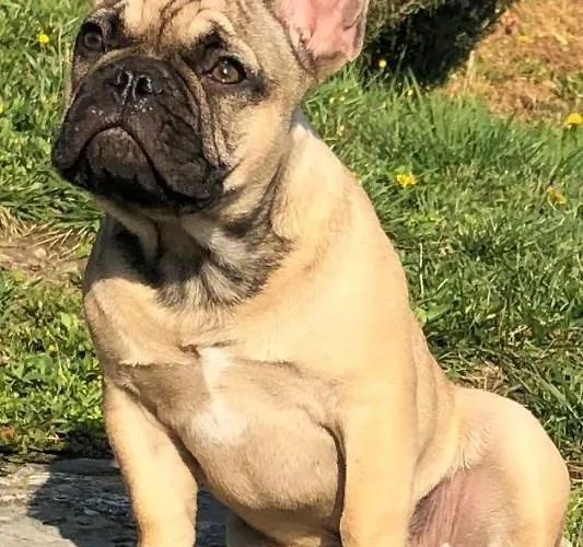 דירה Fig&lavender